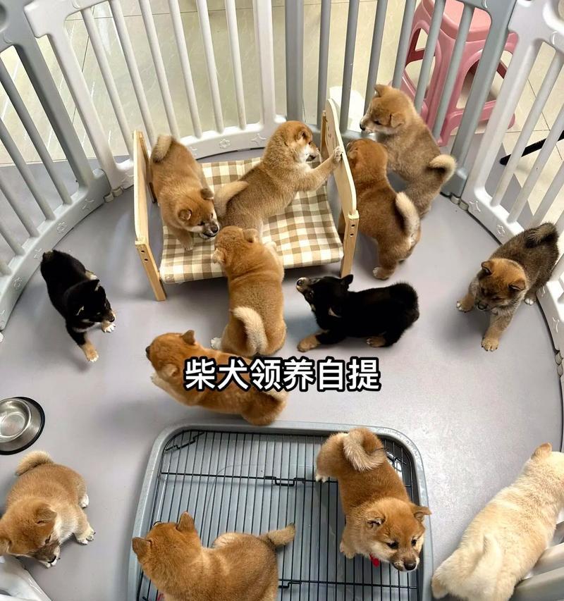 我不要再养“柴犬”了（五个原因告诉我为何不再养柴犬）