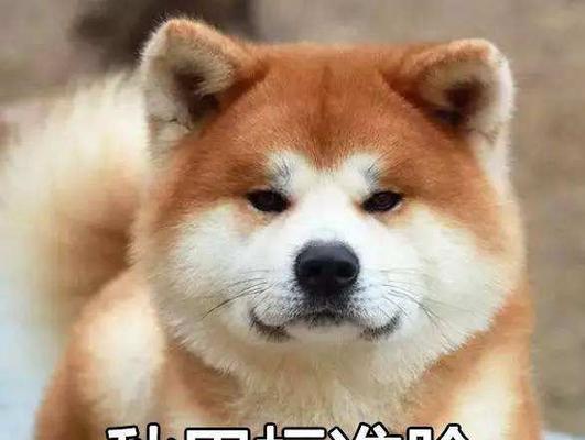 柴犬与秋田犬（一起探索柴犬与秋田犬的魅力与差异）