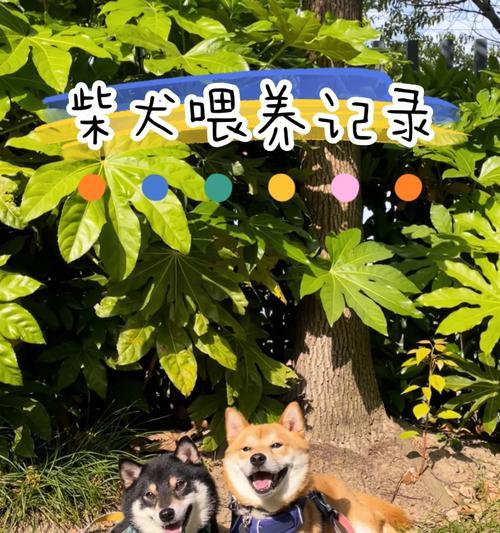 新手养柴犬攻略（为您带来养柴犬的成功之道，让您和您的柴犬幸福快乐共度每一天！）