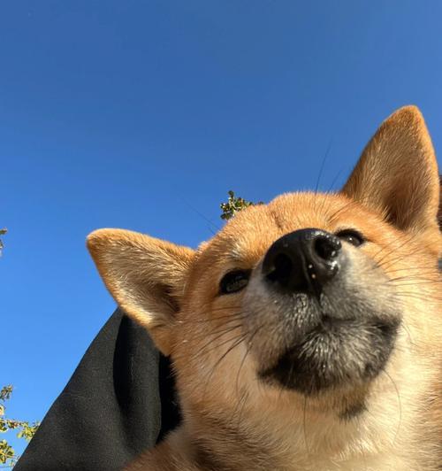 寻找纯种柴犬的乐趣（了解柴犬品种的特点及购买渠道）