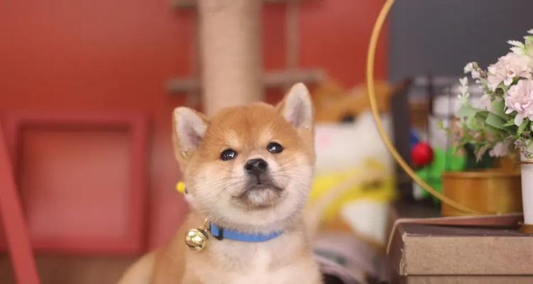柴犬和金毛（初养宠物犬，选择柴犬还是金毛？比较解析）