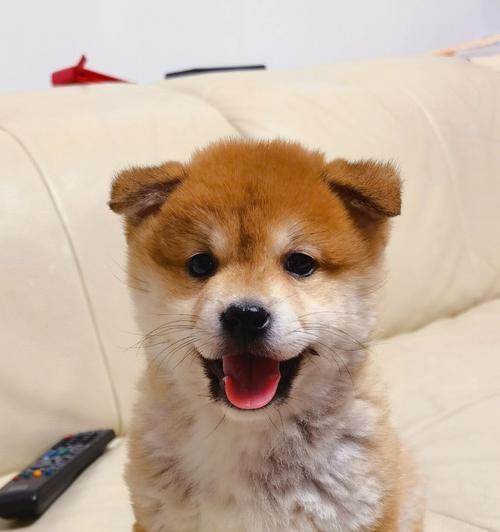 柴犬立耳时间及原因解析（为什么柴犬立耳晚？立耳时间与品种特点）