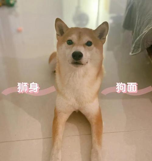 如何训练柴犬？（柴犬训练的关键技巧与要点）