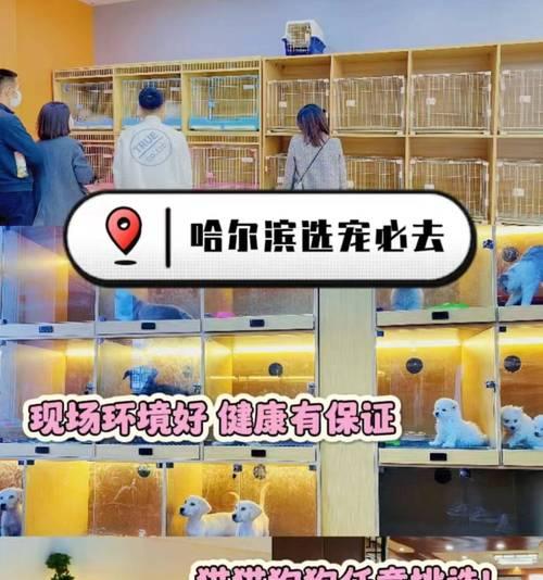 柴犬价格一览（了解柴犬市场价格变化趋势，挑选适合自己的价格区间）