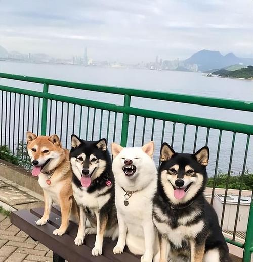 柴犬的种类和区分方法（了解不同的柴犬品种及其特点）