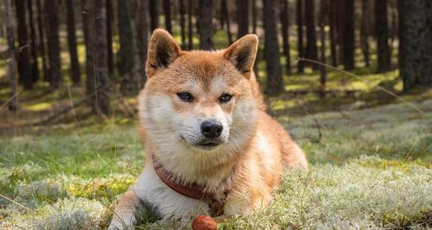 柴犬的性格特点及养护指南（了解柴犬的性格特点，让你更好地照顾它们）