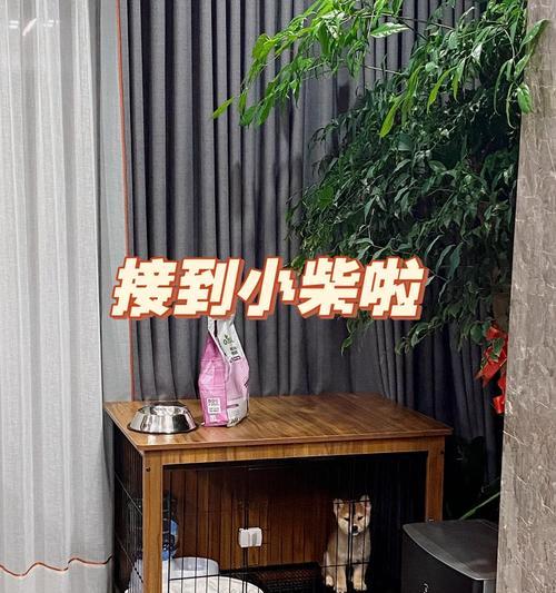 买柴犬前必看避坑攻略！（避免后悔，从这里开始！）