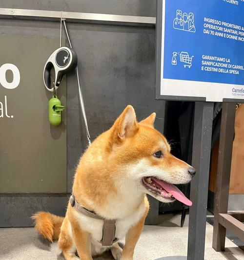 如何正确挑选柴犬？（了解这五点，就能轻松选择适合自己的柴犬）
