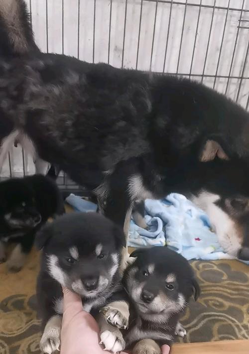 黑柴犬（为何黑柴犬与传统柴犬长相不同？）
