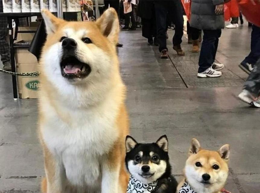 柴犬与秋田犬（比较两大日本犬种的价格和优劣势，深入了解它们的特点与魅力）