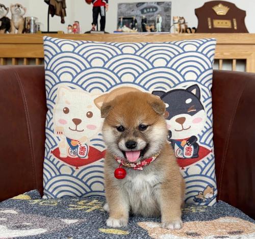 柴犬爱争斗？揭秘这个“可爱恶犬”的真相（探究柴犬“干架”行为的原因和解决方法）