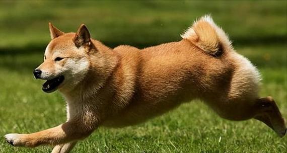 柴犬的魅力（探索柴犬独特魅力与养犬的幸福）