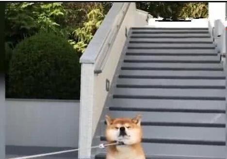 柴犬的豪车座位扶手情结（揭秘柴犬独爱前座椅扶手的原因与心理）