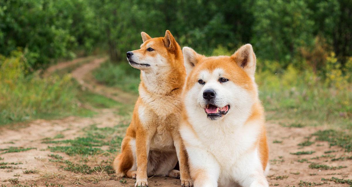 柴犬与秋田犬（两种狗狗的外貌、性格和用途的比较）