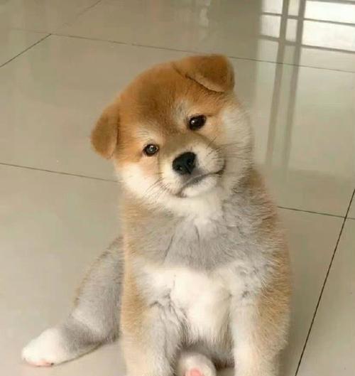 柴犬耳朵的大小（探讨柴犬耳朵大小对犬种特征和健康的影响）