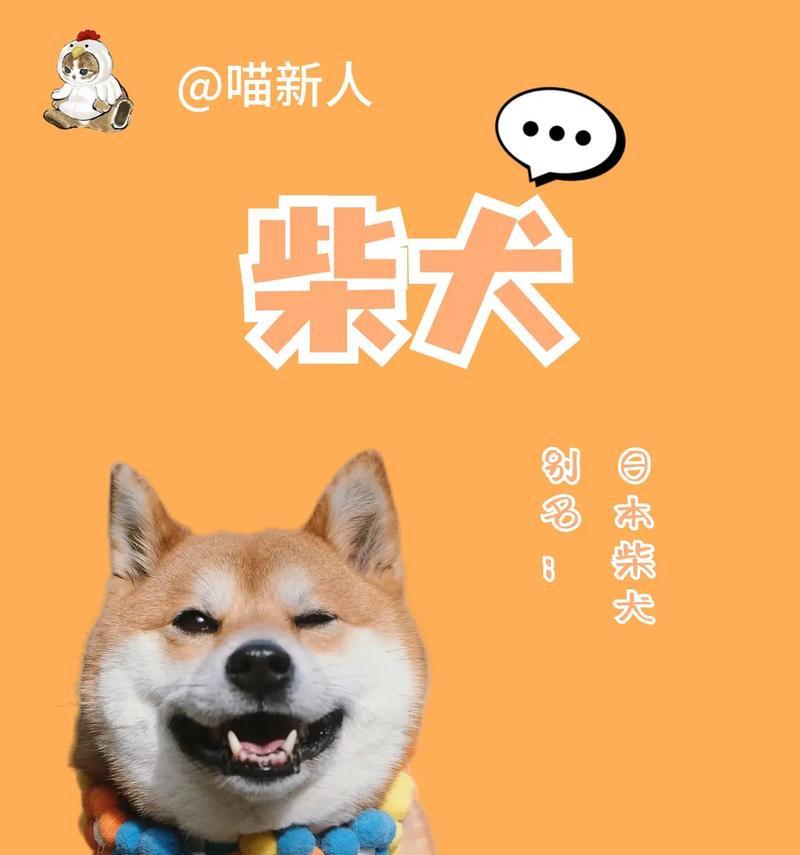 柴犬的名字由来（揭开柴犬名字的谜团及其历史渊源）