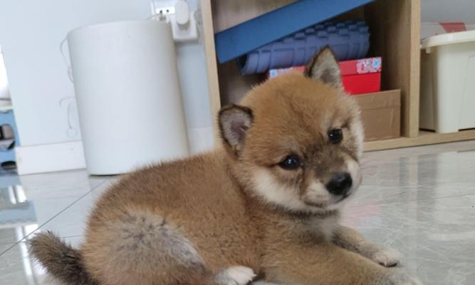 柴犬毛色的变化及选择（黑毛的褪色及毛色选择的考虑因素）