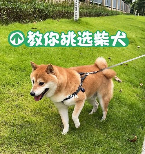 如何选择品相优秀的柴犬（以柴犬品相为主要参考指标，选购健康高质量的犬只）