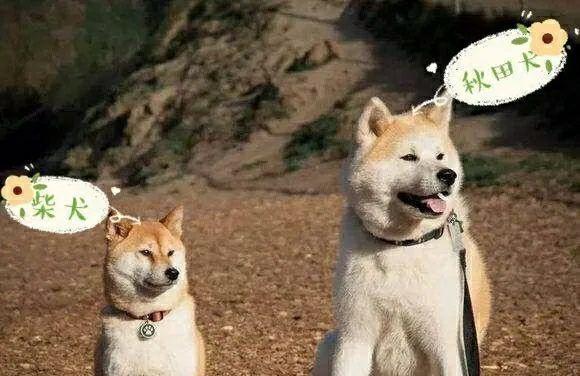 柴犬与田园犬（一探日本柴犬与田园犬的明显差异，看看哪个更适合你的生活）