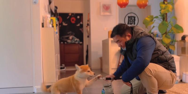 柴犬小时候的调教（揭秘柴犬小时候训练的关键因素及方法）