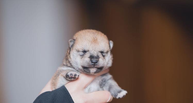 柴犬喝水的重要性（如何正确给柴犬喝水）