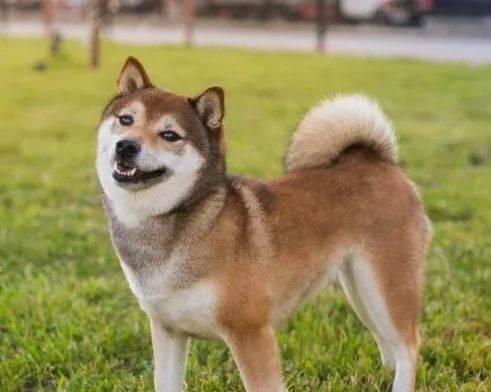柴犬的不同颜色影响价格的原因（柴犬市场的颜色价格差异及其背后的原因解析）