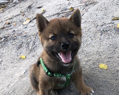 以豆柴到底是柴犬吗？（解密以豆柴与柴犬的关系，揭秘两者的区别）