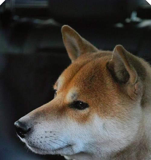 百科柴犬（探索柴犬世界，揭秘宇宙小王子的魅力）