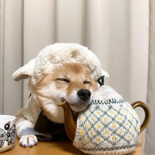 柴犬贪吃又可爱的日常生活（一人一犬，一日三餐的治愈生活）