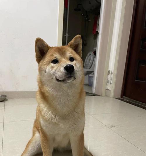柴犬和秋田犬（认清柴犬和秋田犬，别再搞混了！）