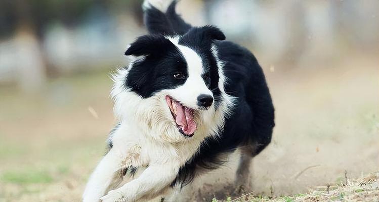 纯种边牧犬的特征与血统（揭秘纯种边牧犬的外貌、性格和血统）