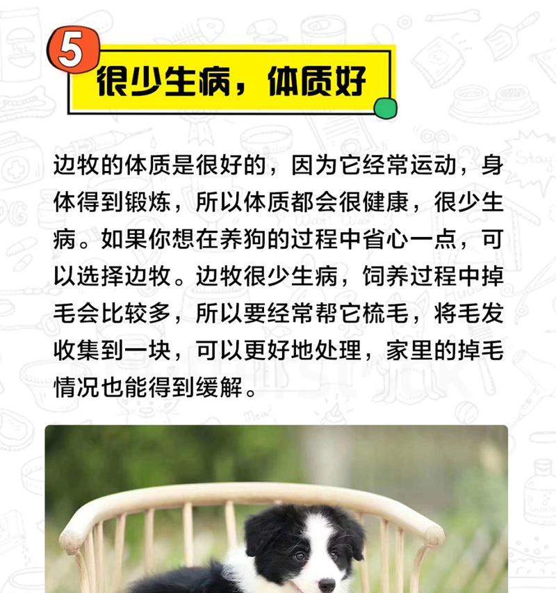 边牧犬的7大优点与饲养率飙升的原因（了解边牧犬的特点，为什么它备受追捧？）