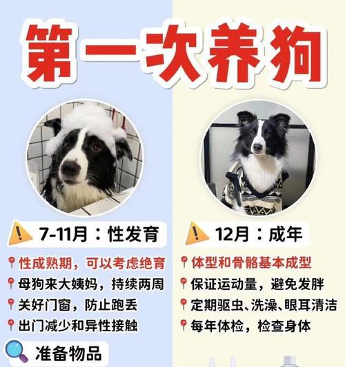 边牧犬一生的必经之路（从幼年到老年，边牧犬的成长之旅）