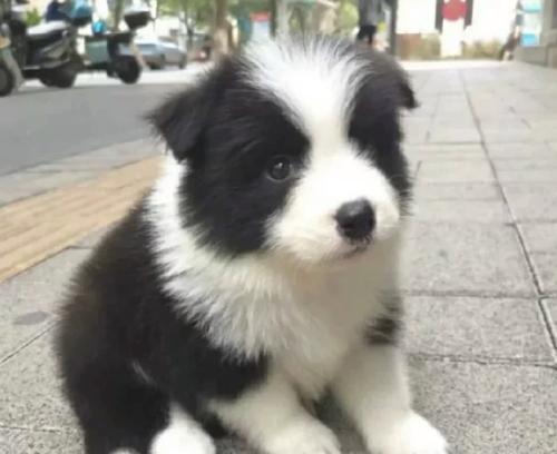 边牧幼犬的合理喂养和照顾方法（每日狗粮量与关键营养素需求）