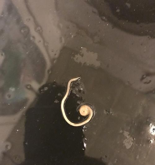 边牧拉稀（了解边牧拉稀的原因，做好预防和治疗）