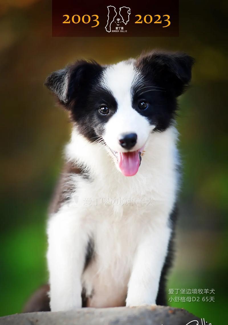 如何挑选最“厉害”的边牧犬（边牧犬挑选指南，让你找到最合适的伙伴）