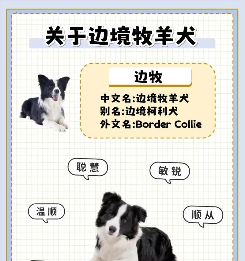 新手养边牧狗（边牧狗的营养需求及饲养技巧，让你成为专业养狗达人）