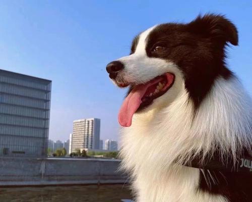 边牧犬的聪明才智（探究边牧犬受欢迎度低的原因以及养狗者的考量）
