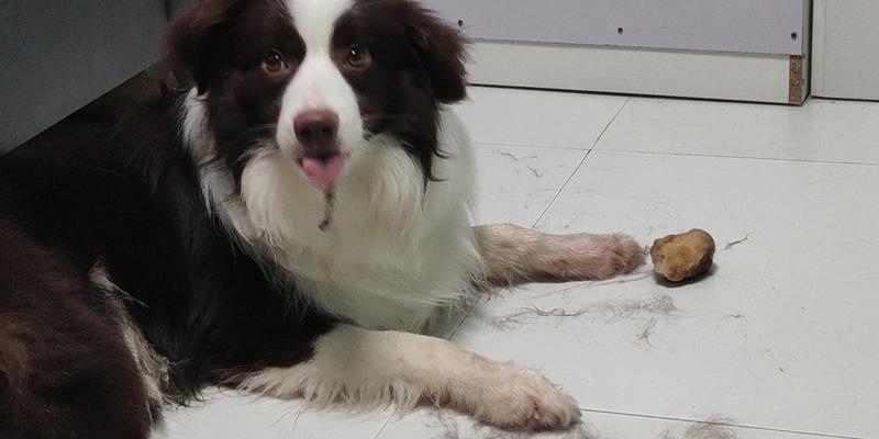 边境牧羊犬掉毛严重的解决方法（如何有效处理边境牧羊犬掉毛问题）