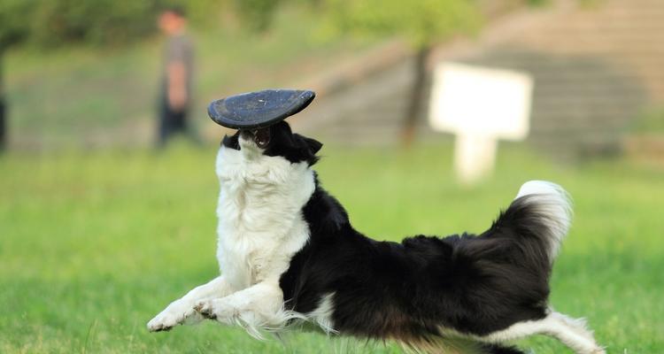 边境牧羊犬训练技巧大全（打造乖巧听话的边境牧羊犬，让你的狗狗成为最可靠的伙伴）