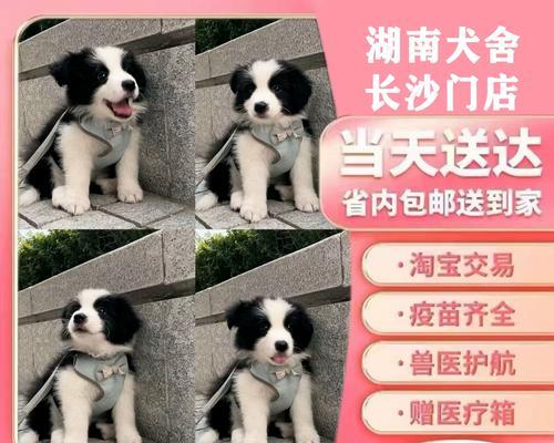 揭秘边境牧羊犬毛发的秘密（为什么边境牧羊犬的毛发不顺？）