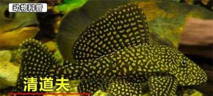 探究清道夫鱼无故死亡的原因（为什么养了很长时间的清道夫鱼会突然死亡？）