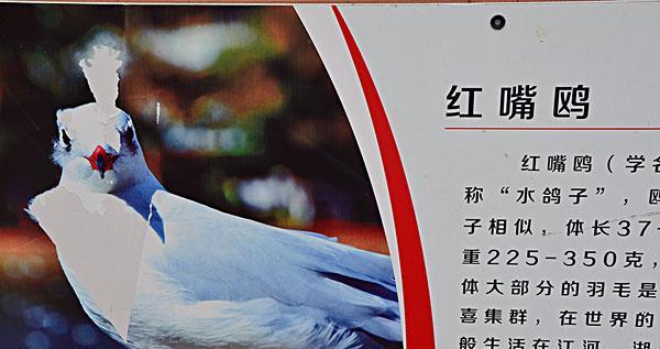以海鸟生存之谜（探秘海鸟耐盐机制，揭开盐水饮食背后的奥秘）