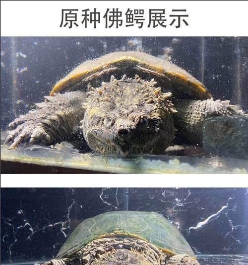 小鳄龟大鳄龟（从外观特征到行为习性，轻松识别真假）