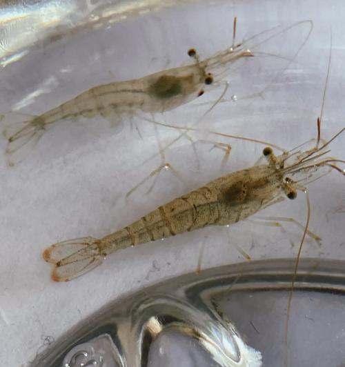羊角的形状之谜（为什么羊角有直的，也有弯的？揭秘生物形态多样性的关键因素）