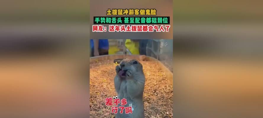 养土拨鼠为何危险？（了解可爱背后的危险，提防土拨鼠的凶性）