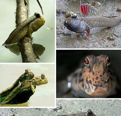 以弹涂鱼，湿地的两栖生物奇迹（探秘以弹涂鱼的生存之道，湿地生态的守护者）