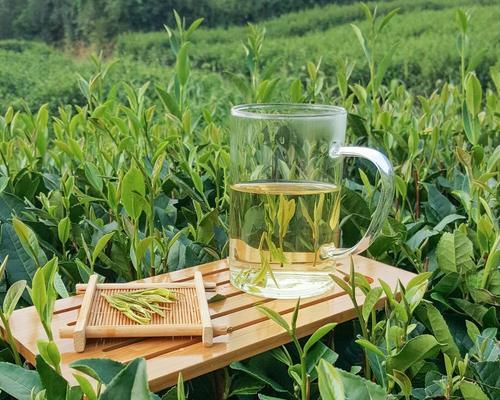 神奇的茶（揭秘中国茶中的奇葩）