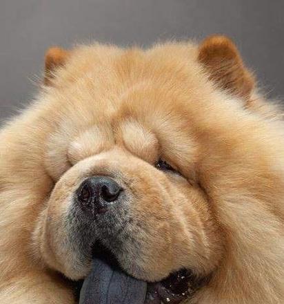 揭秘松狮犬的原始一面（探索松狮犬的激情与野性，解读养犬者的心路历程）