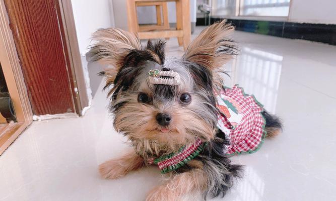 如何为约克夏幼犬提供营养均衡的饮食？（小约克夏的食谱和喂养技巧）